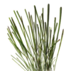 馬尾草 Horsetail