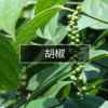 胡椒 Pepper
