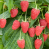 紅桑子 Raspberry
