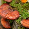 靈芝 Reishi mushroom