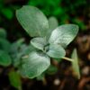鼠尾草 Sage