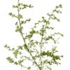 艾草 Mugwort