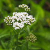 西洋蓍 Western yarrow