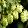 啤酒花 Hop