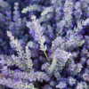 薰衣草 Lavender