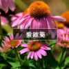 紫錐菊 Echinacea