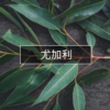 尤加利 Eucalyptus