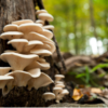 平菇 Oyster mushroom