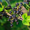 黑加侖子 Black currant