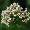 纈草 Valerian