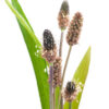 車前草 Ribwort plantain