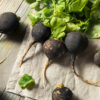 黑蘿蔔 Black Radish