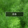 茴香 Fennel