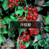 洋菝葜 Sarsaparilla